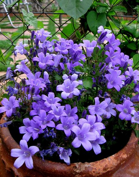 Campanula.JPG