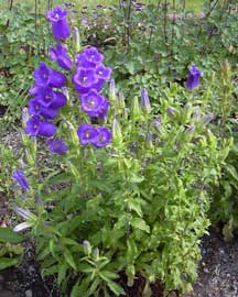campanula-medium.jpg