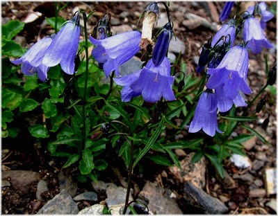 campanula-pusilla.jpg