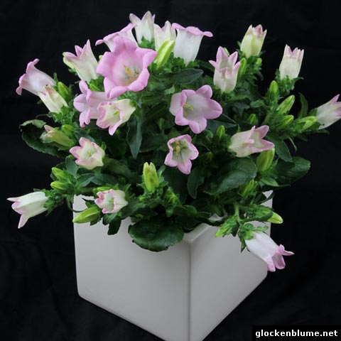 Campanula-Sweet-Mee.jpg