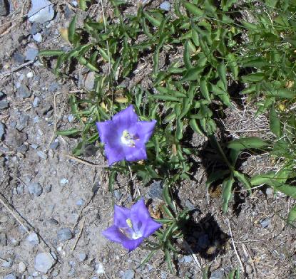 Campanula1.JPG