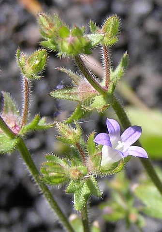 campanula_erinus3.jpg