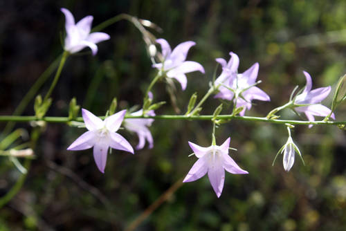 Campanula_rapunculus.JPG