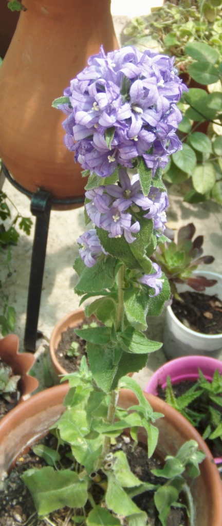 campanulaglomeratadahuricaa2.jpg