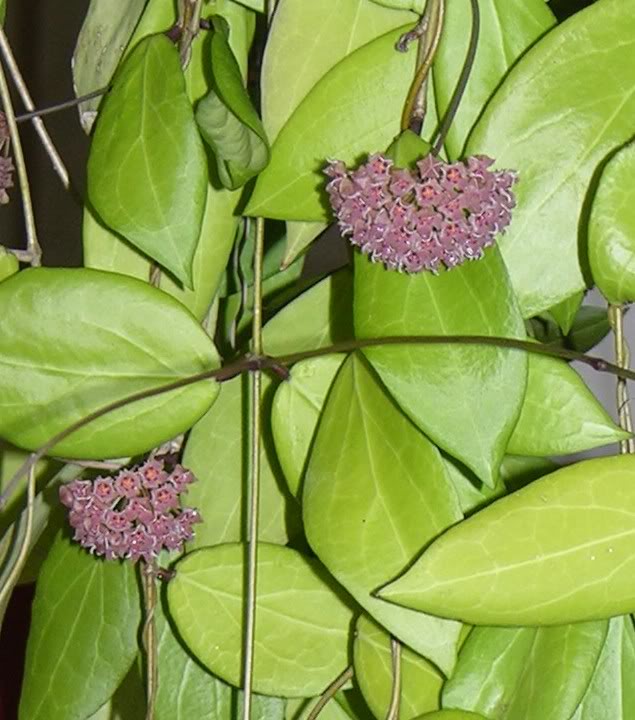 camphorifolia1-3.jpg