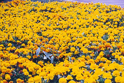 campo%20de%20flores.jpg