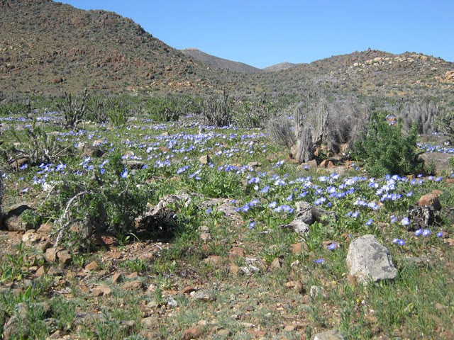 Campo%2520de%2520Nolanas%2520PNLlCh.jpg