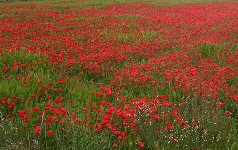 campo-de-amapolas.jpg