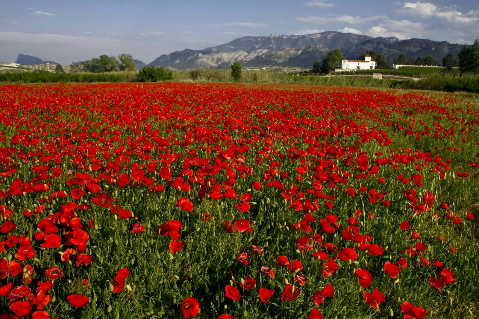 campo-de-amapolas.jpg