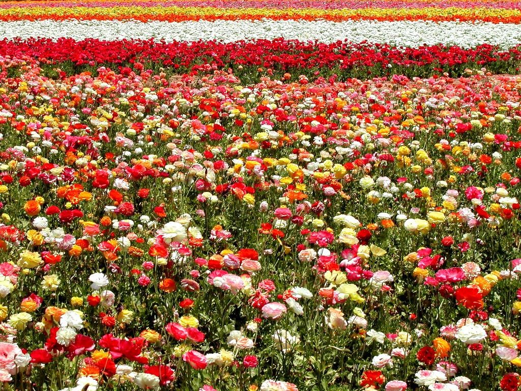Campo-de-flores.jpg