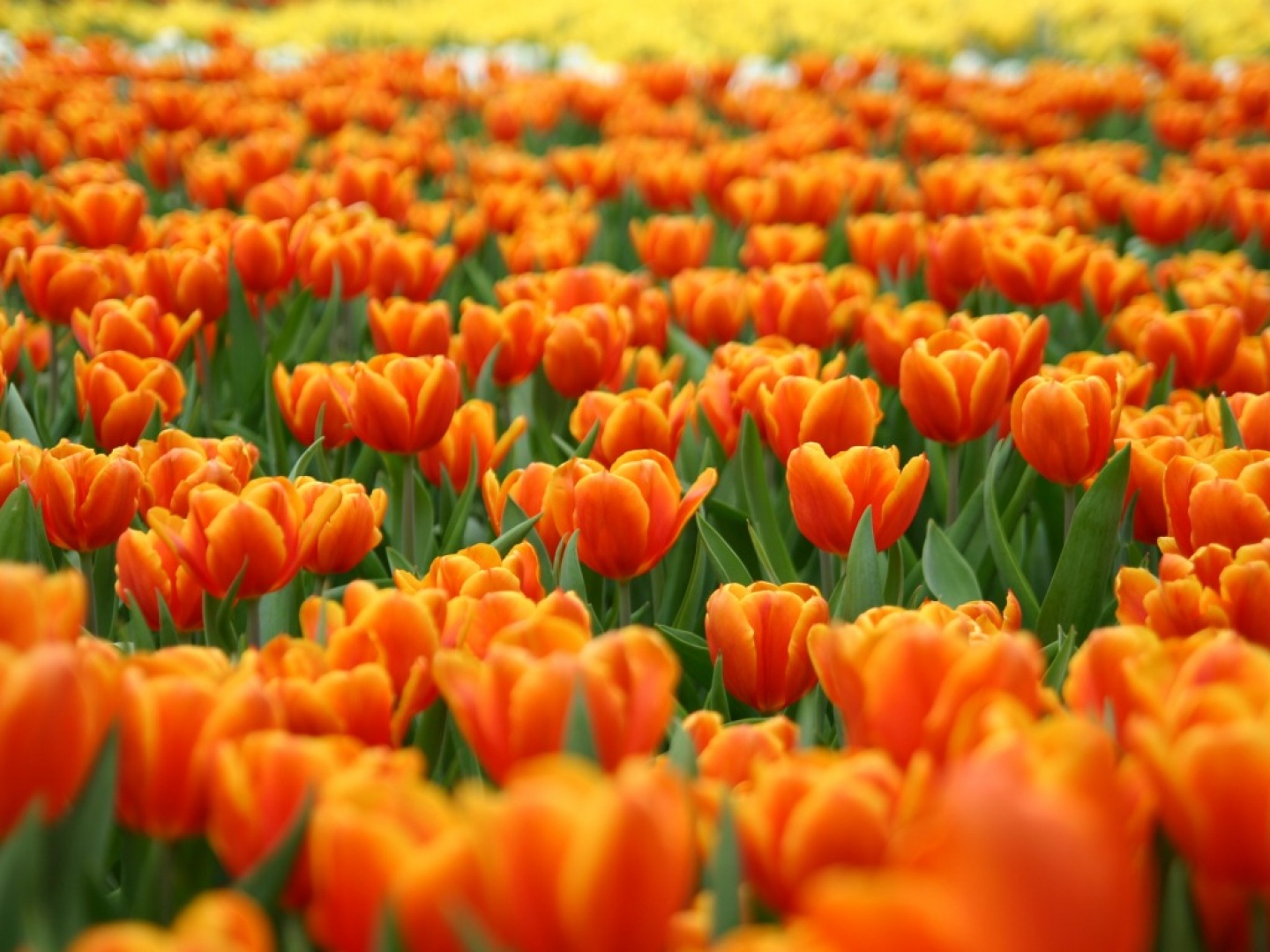 Campo+lleno+de+flores+de+color+naranja.jpg