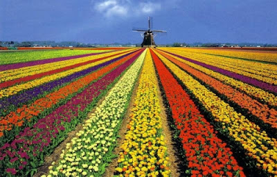 campo_plantado_de_tulipanes_129467_t0.jpg