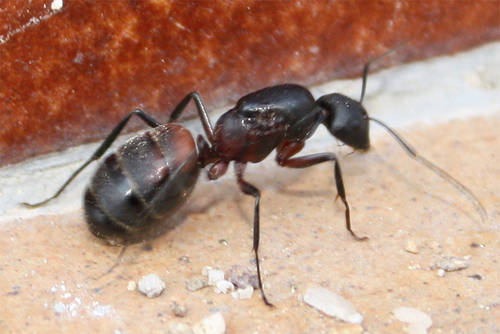 Camponotus_cruentatus.jpg