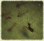 Camponotus_schmitzi-2.jpg