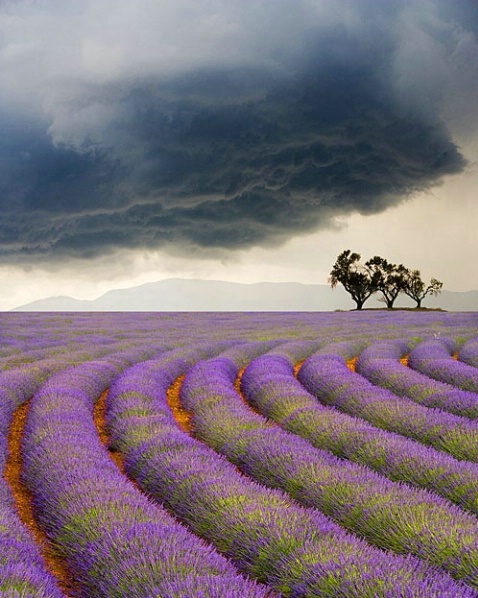 campos-de-lavanda-lavender.jpg