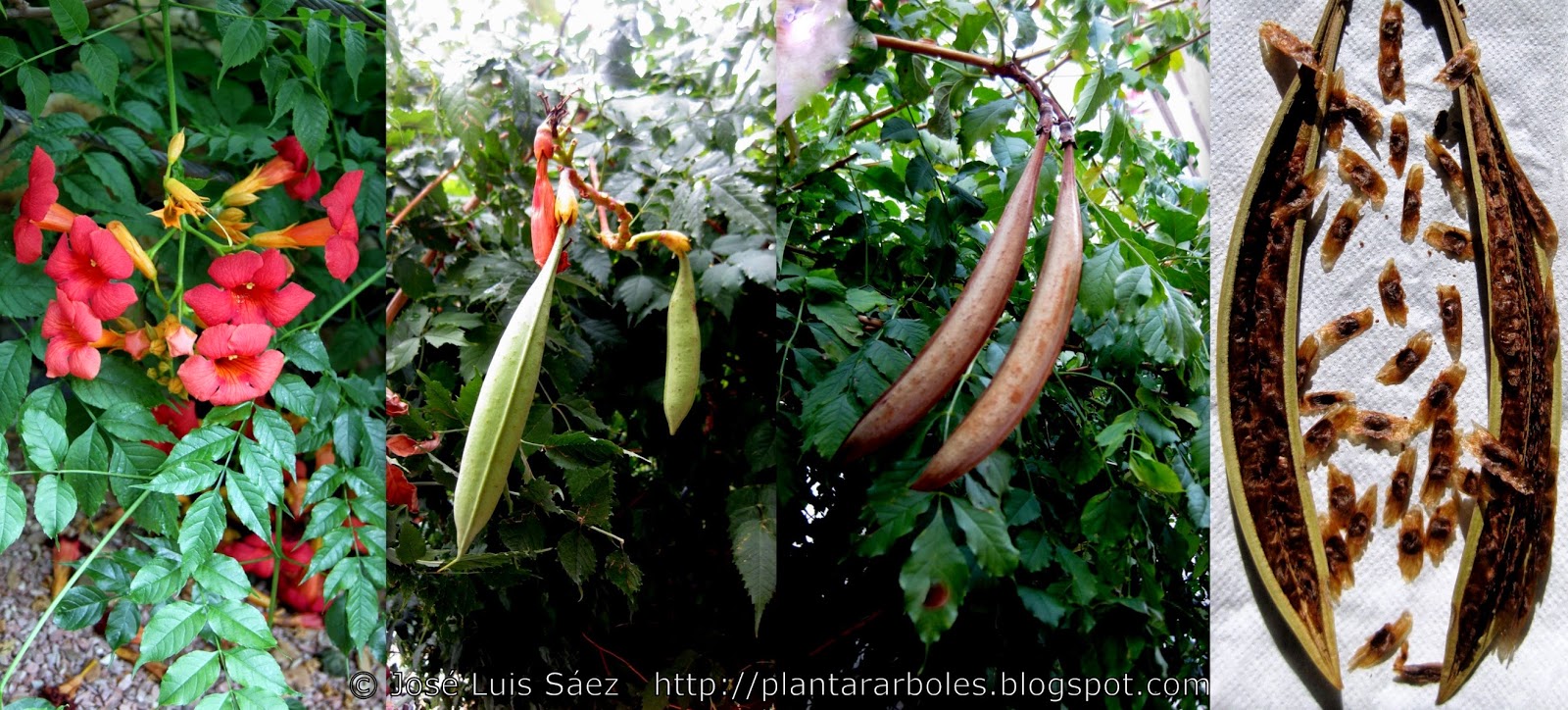 Campsis%2Bradicans%2BBignonia%2Bradicans%2BFlores%2Bfrutos%2Bsemillas%2BFlowers%2Bfruits%2Bseeds.jpg
