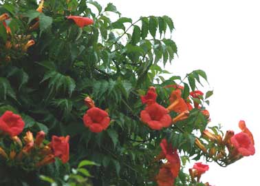 campsis-grandiflora.jpg