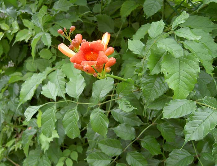 Campsis-radicans-1.jpg