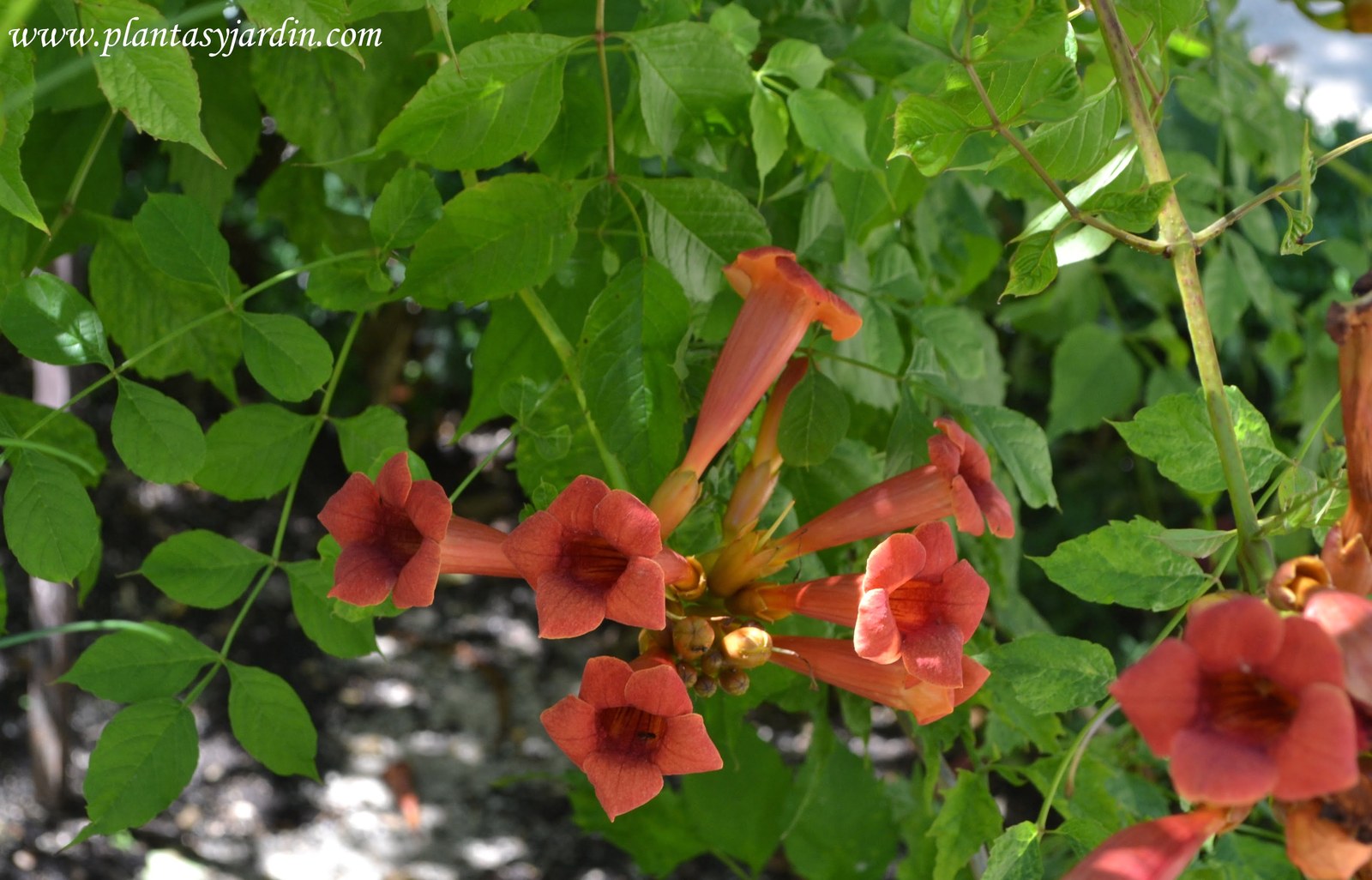Campsis-radicans-florecido-en-verano..jpg