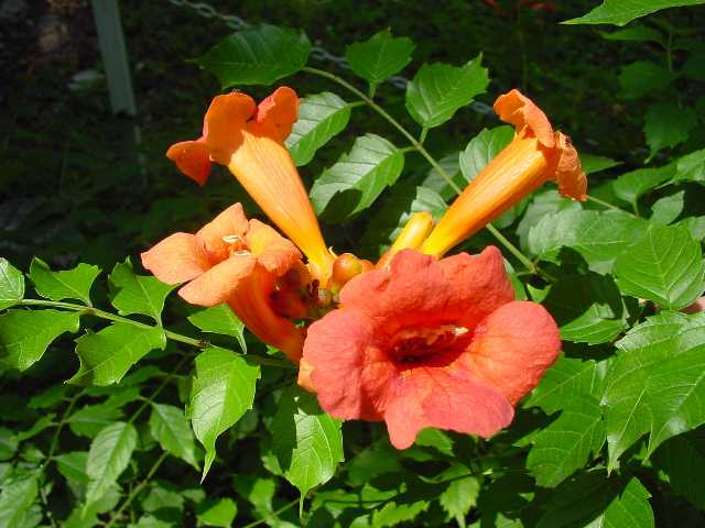 campsis-radicans-trumpet-vine-12-26-09.jpg