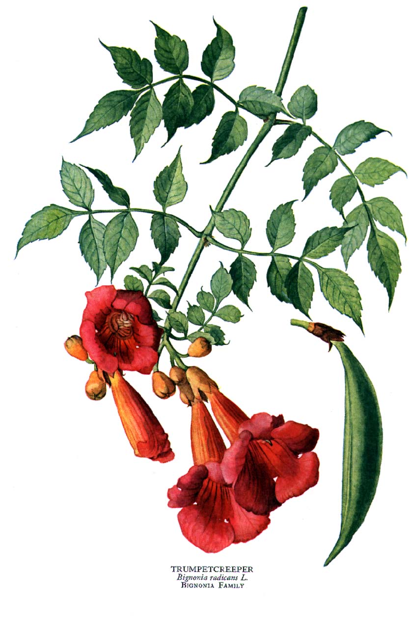 Campsis_radicans.jpg