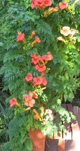 CampsisradicansBignoniaradicans.jpg