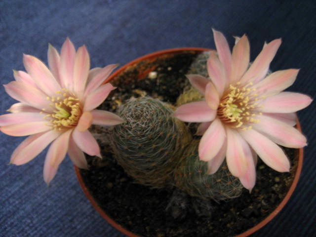 canacruzensis1.jpg
