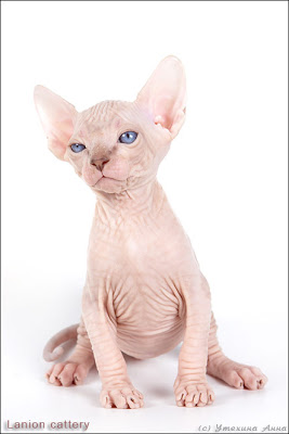 Canada+Sphynx+Cats+8.jpg