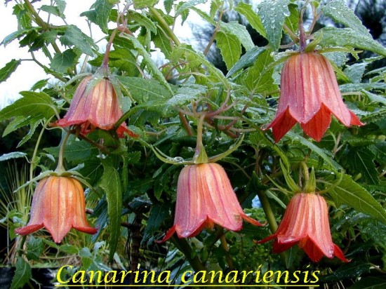 Canarina_canariensis.jpg