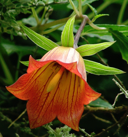 canarina_canariensis6.jpg