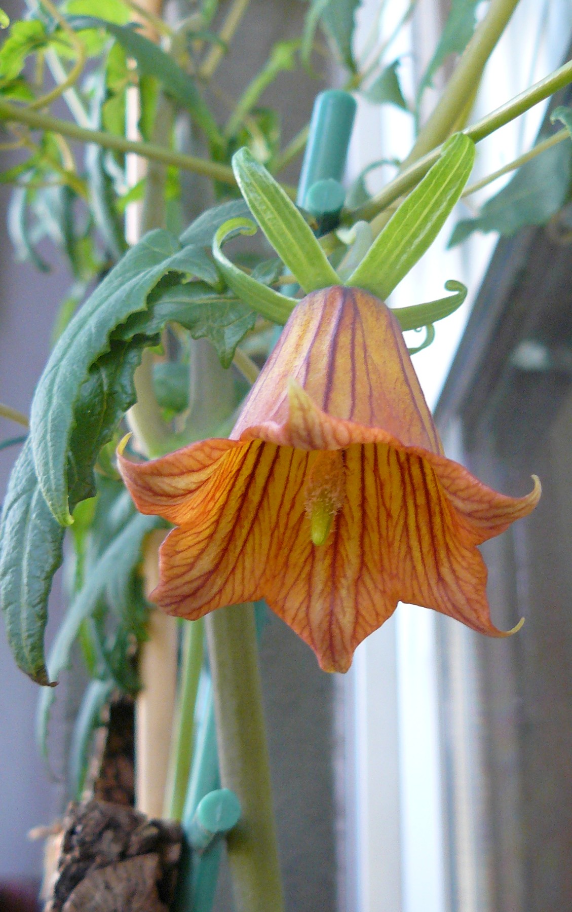canarinacanariensis1.jpg