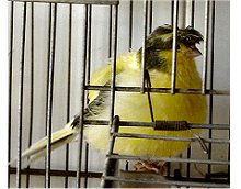 Canario.jpg