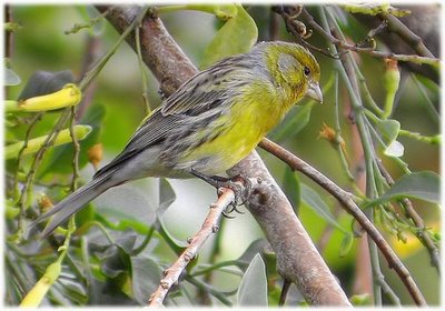 canario-silvestre.jpg