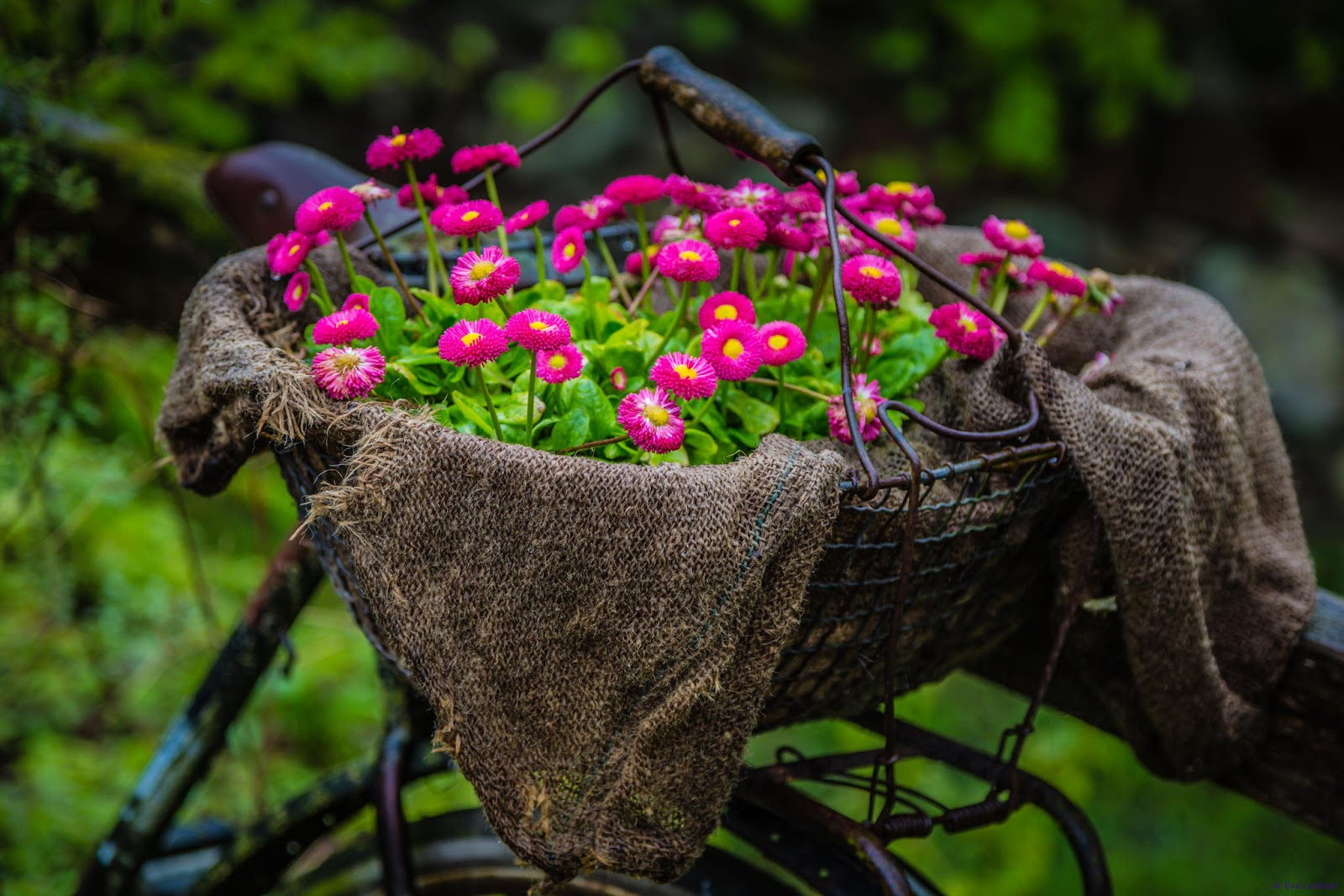 canasta-con-flores-sobre-una-bicicleta-cycle-color-flowers-.jpg