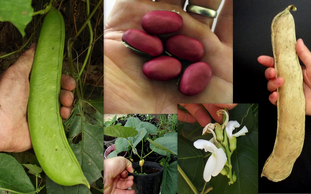Canavalia-Gladiata-White-Flower-Pink-Sword-Bean-Vine-Plants.jpg