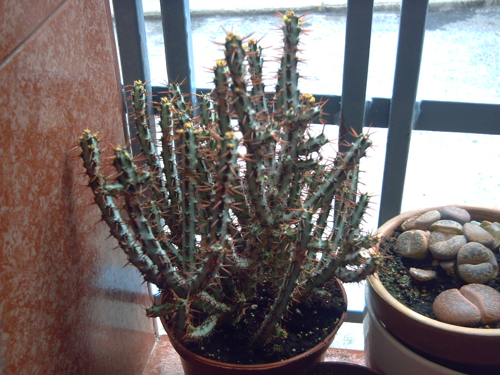 candelabro%20vent.JPG