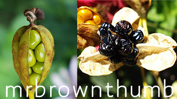 Candy+Lily+Seeds.jpg