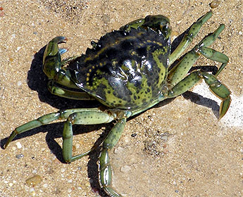 cangrejo-verde.jpg