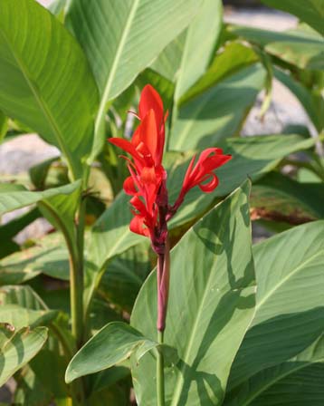 Canna-edulis.jpe