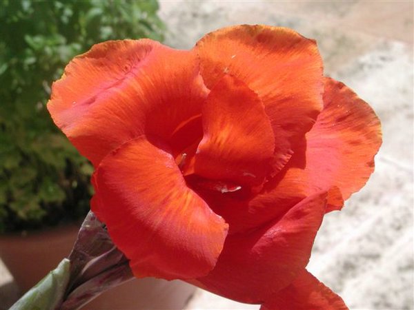 canna-indica%20(2).jpg