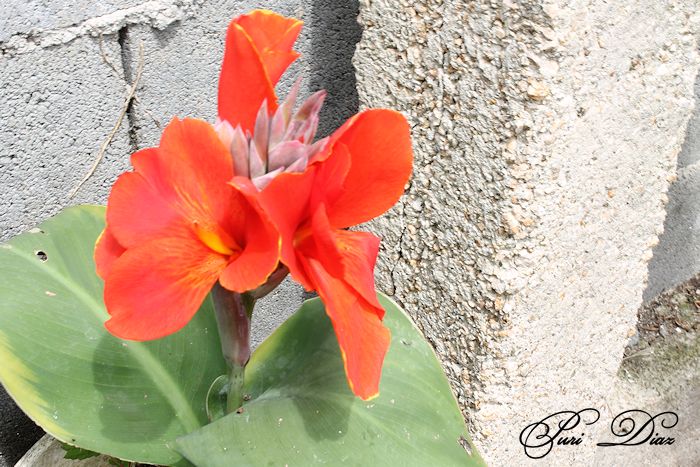 canna+indica+canon+eos+1100+d+13+junio+2012+b.JPG