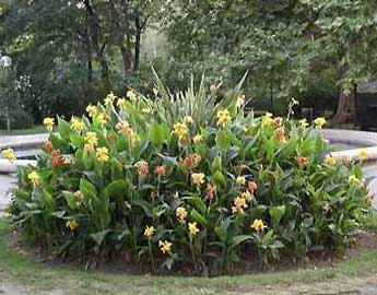canna-indica-grupo.jpg