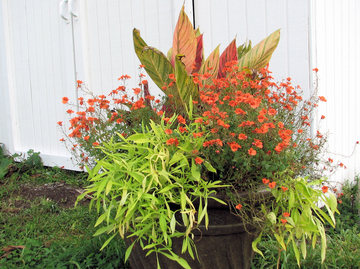 canna_container.jpg