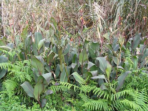 canna_indica.jpg