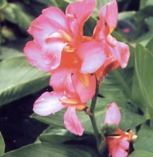 canna_indica.jpg