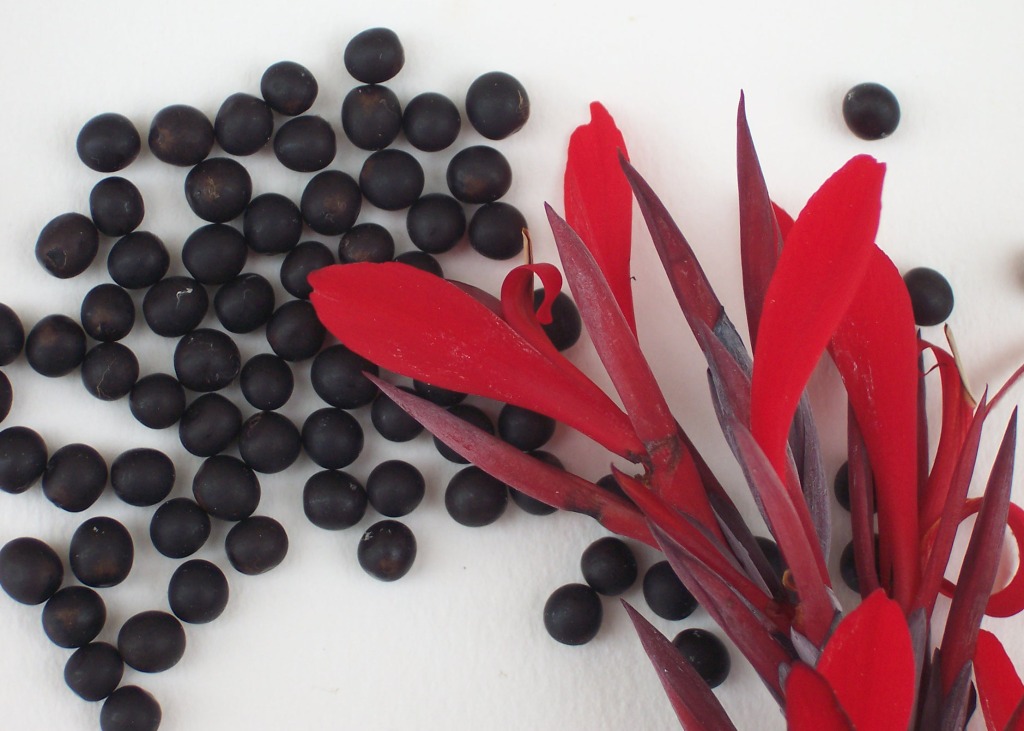 Canna_indica_(wild_species)_seeds.JPG