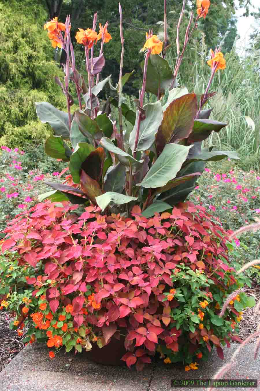 Cannas-at-Longwood.jpg
