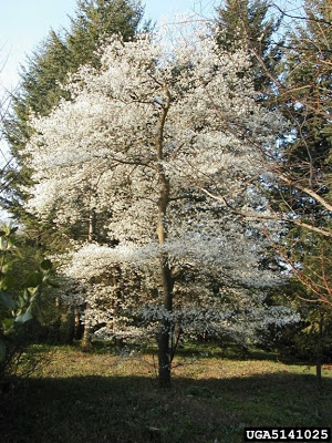 canserviceberry.jpg