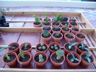 canteirocactus060702c.jpg