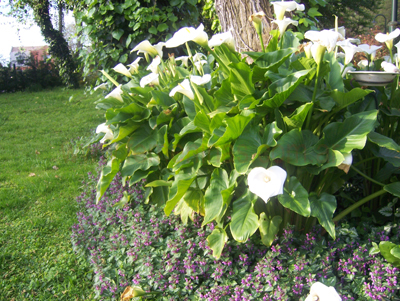 Cantero%20de%20Calas%20con%20bordura%20de%20cubre%20suelo%20con%20floraci%C3%B3n%20Lila.jpg